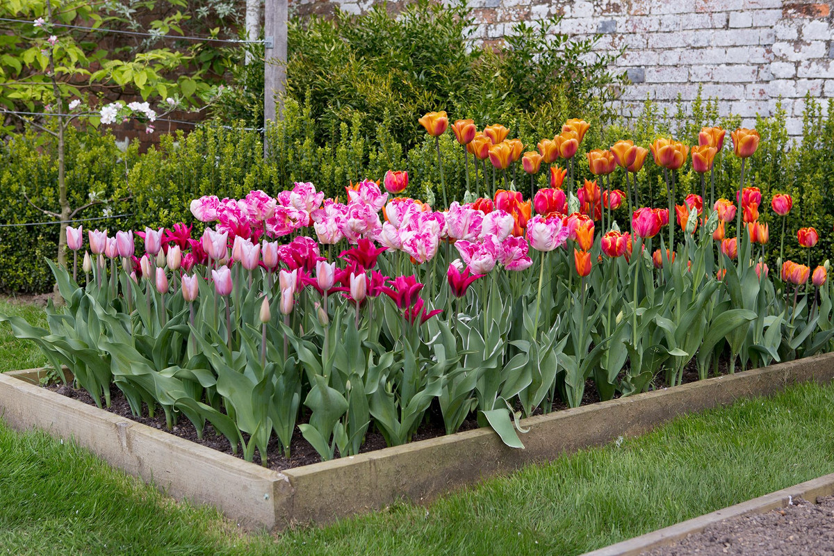 Flower Bed with Perennials That Bloom All Summer