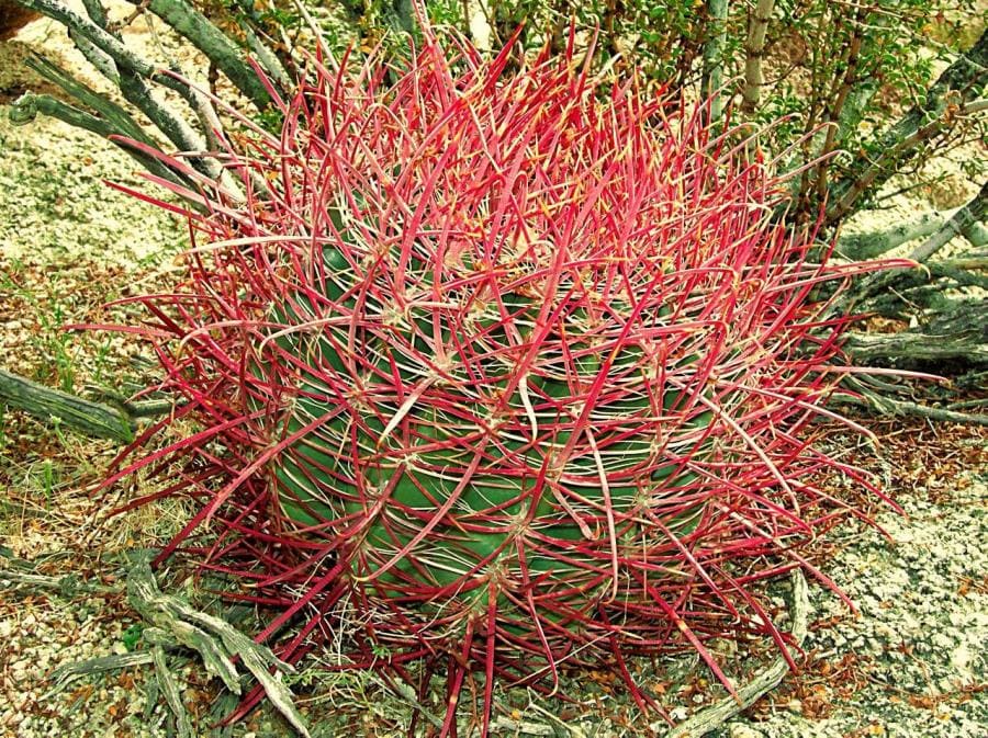 Кактус Ferocactus cylindraceus Кактус Ferocactus cylindraceus
