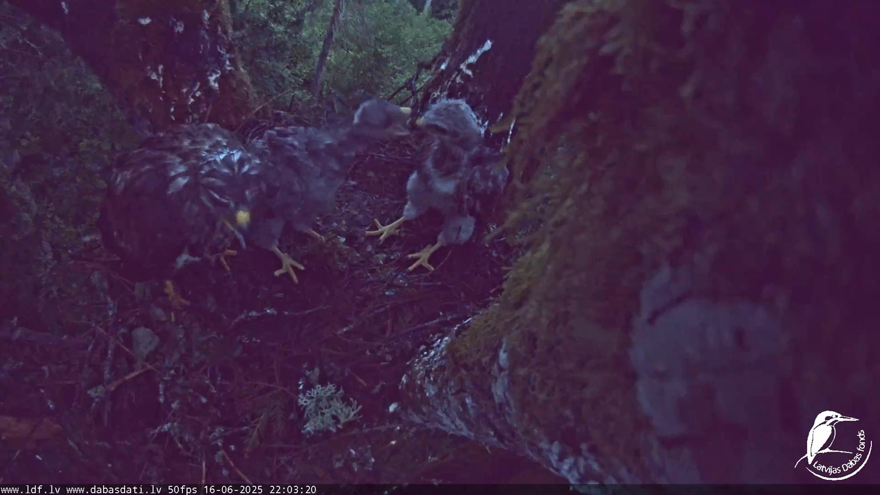 Melnās klijas (Milvus migrans) Kurzemē_ peļu klijāni (Buteo buteo) 12-17-40 screenshot