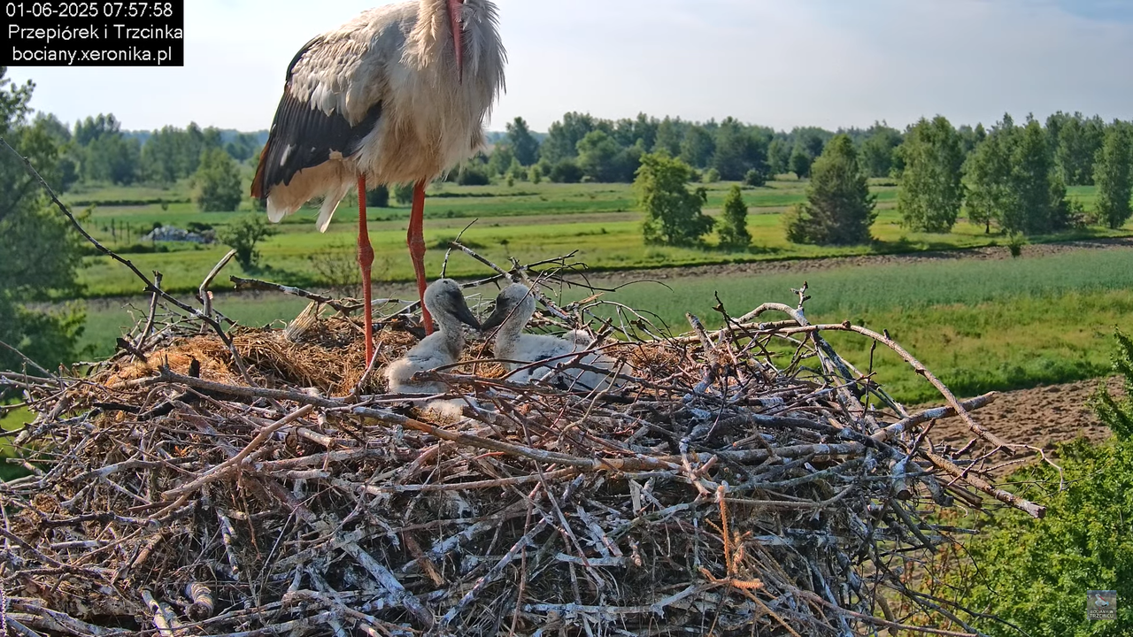 01062025bociany14