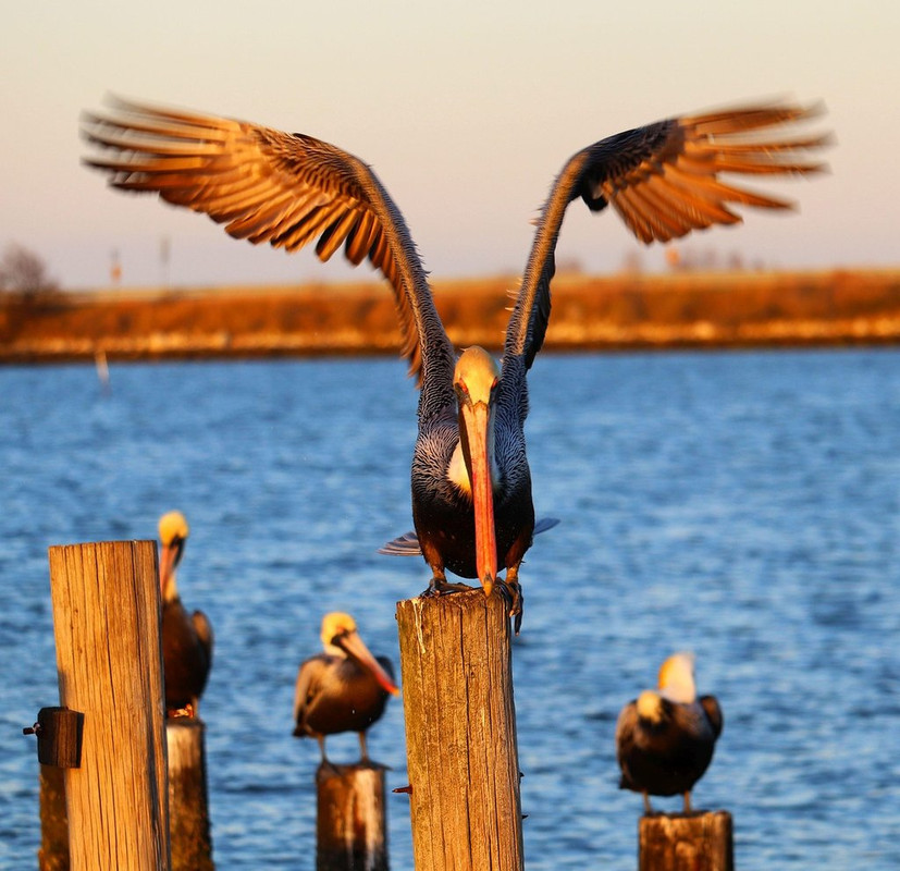 Brown-pelicans-7824322-1280.jpg