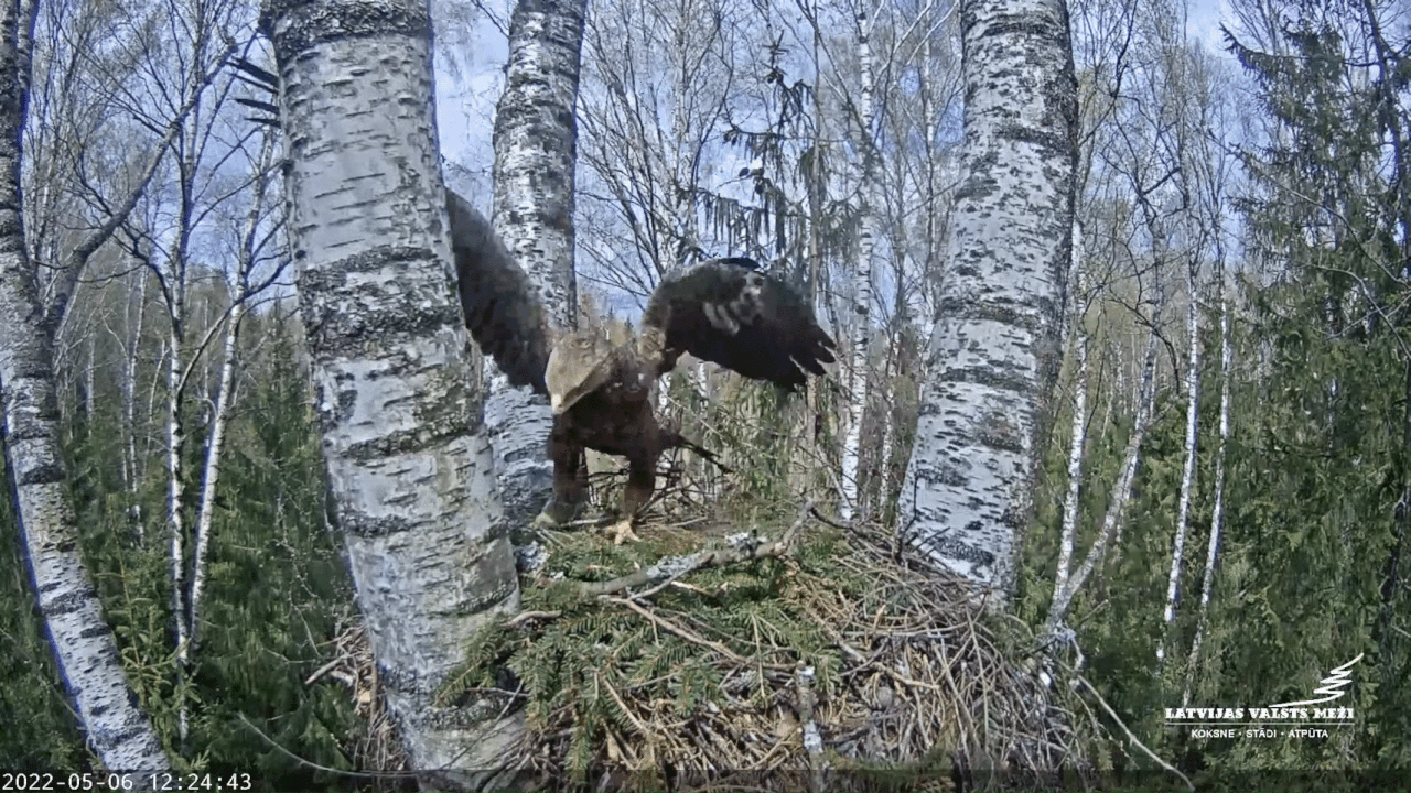 Webp.net-gifmaker (8)