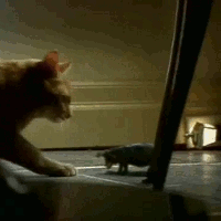 i-seen-it-av6.gif