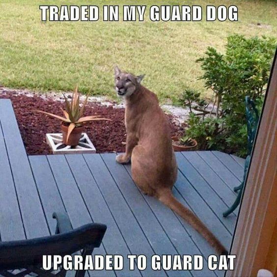cat-guard.jpg