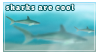 sharks