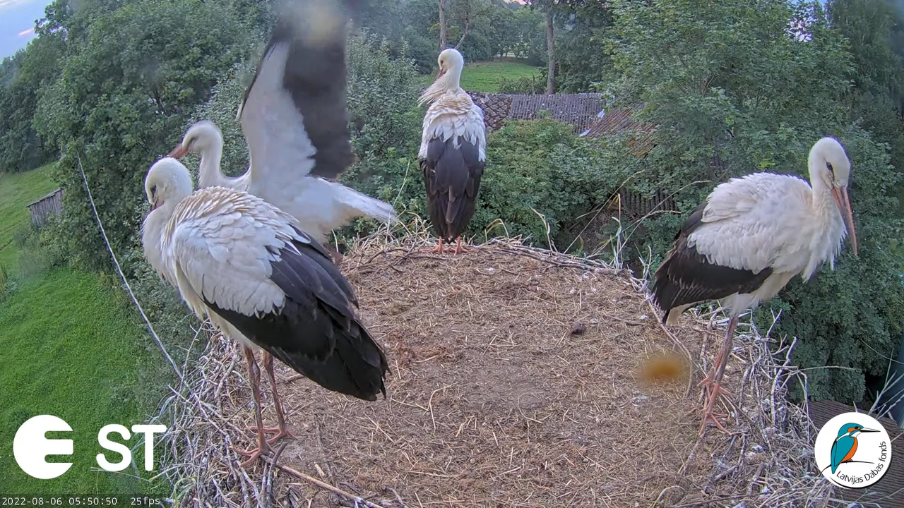 Baltie stārķi (Ciconia ciconia) Tukuma novadā - LDF tiešraide __ White storks in Tukums, Latvia 7-46