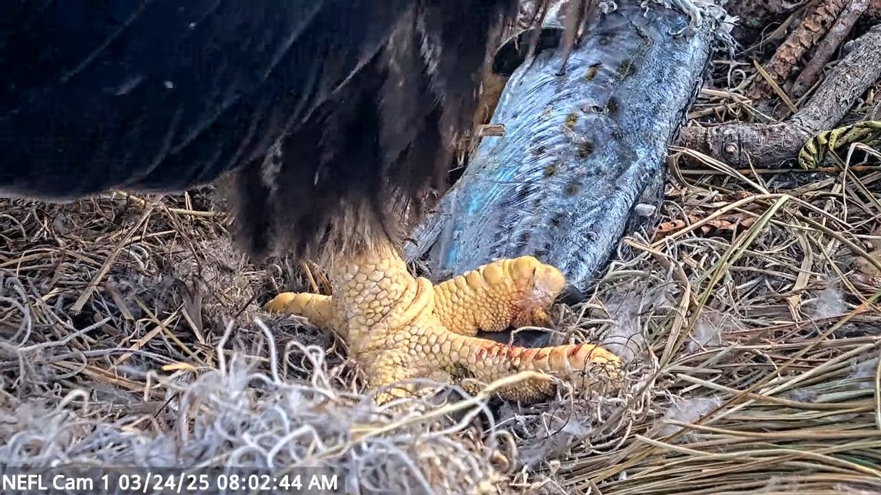 NEFL Cam 1 — tiešraidē Bald Eagle Cam 17-44-6 screenshot