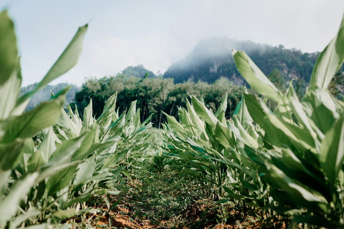 ผลิตภัณฑ์สมุนไพร วิสาหกิจชุมชนบ้านเขานาใน (9)