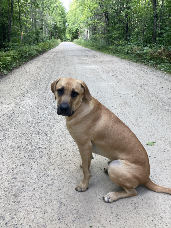 Black-mouth cur
