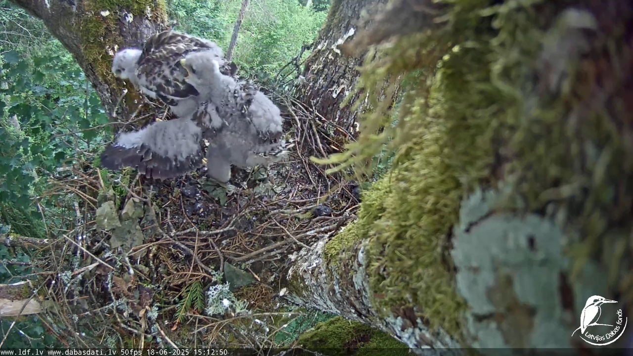 Melnās klijas (Milvus migrans) Kurzemē_ peļu klijāni (Buteo buteo) 17-25-33 screenshot