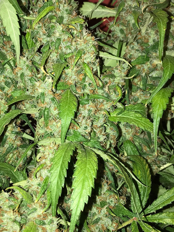 695EA231-2B97-490E-AA61-6855F2806BDE