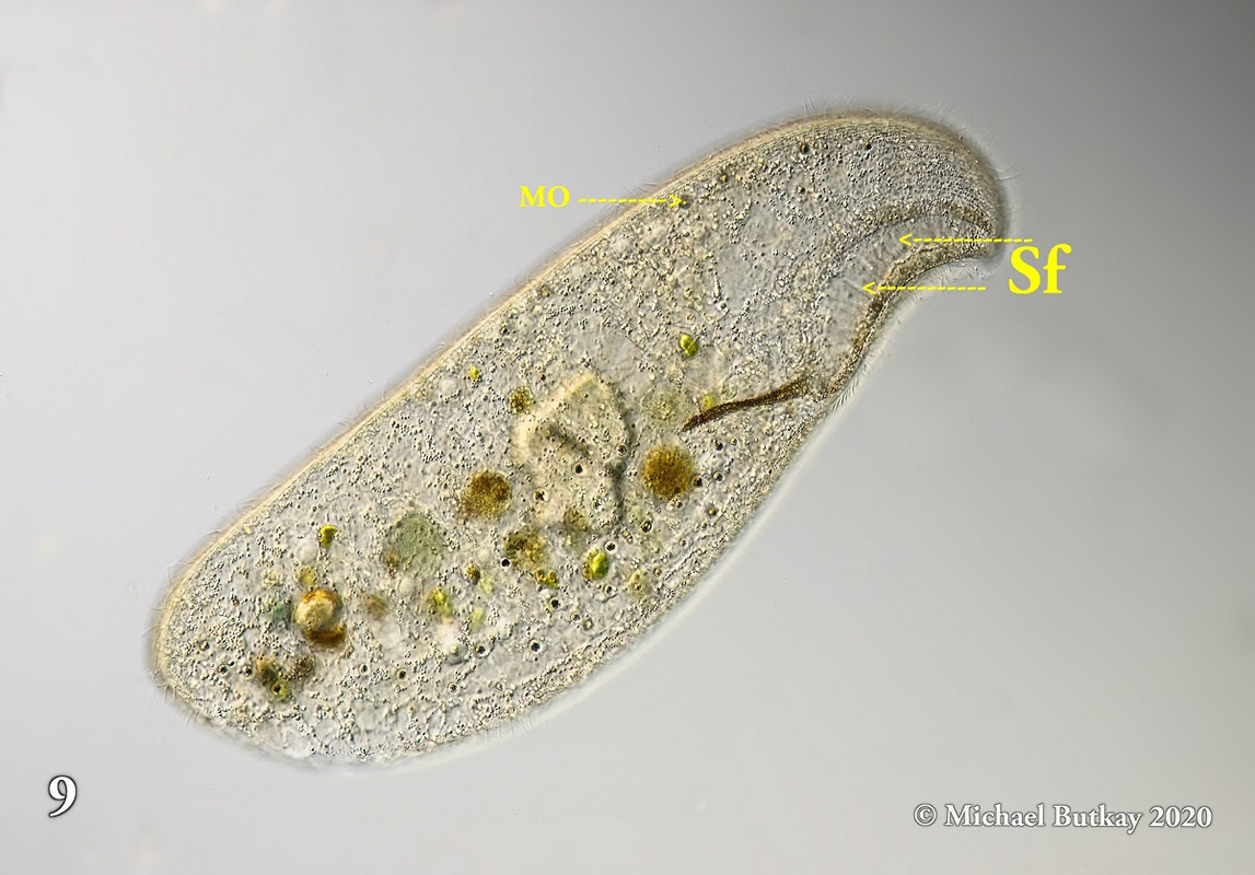 Bild 9_Loxodes magnus_i4a5832