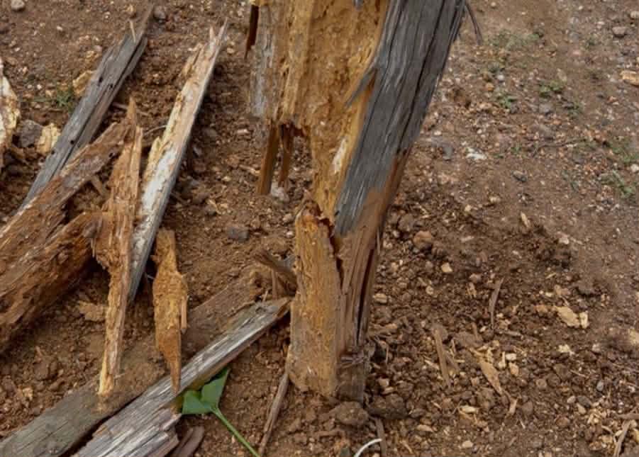 599923589-2047923716005461-3557322889543303251-n