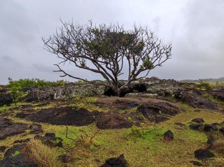 Ana Kakenga - Ana Te Pora - Ana Te Pahu - Ahu Huri a Urenga - Hanga Roa - Isla de Pascua - Chile (11)