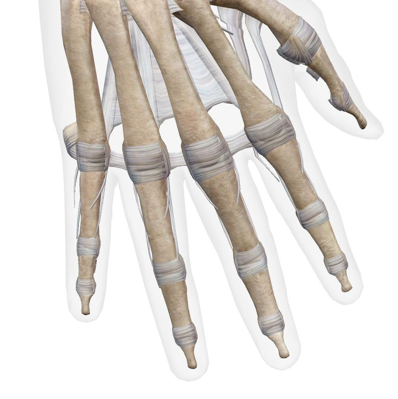 Articulations de la Main