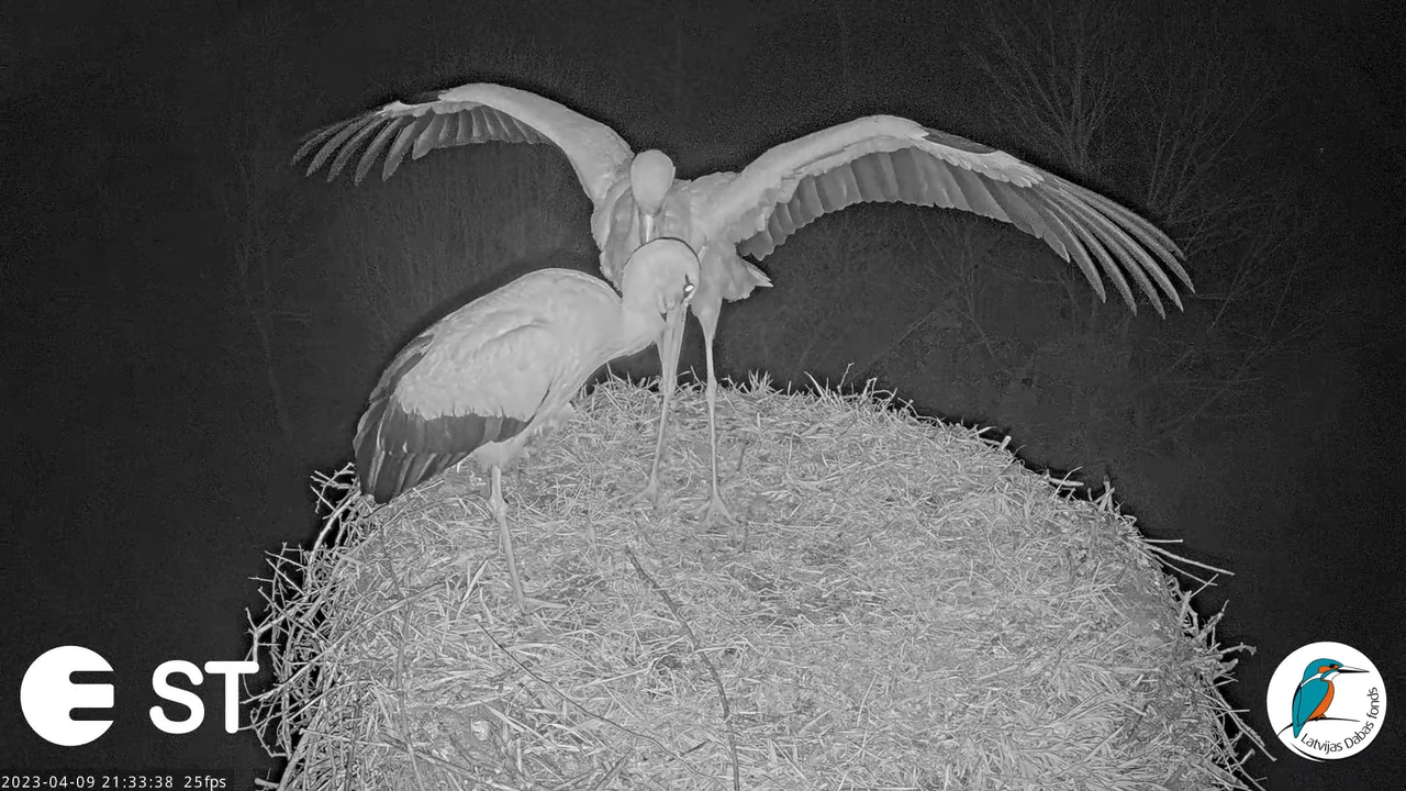 Baltie stārķi (Ciconia ciconia) Tukuma novadā - LDF tiešraide __ White storks in Tukums, Latvia 14-5