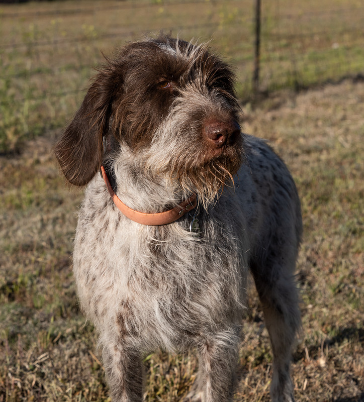 rizer1400Puppies4-25-2019_0159