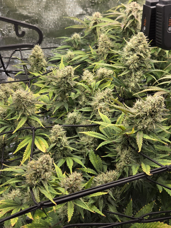 Messenger creation A54DFABE CD34 4728 92B7 4C6A2DB85BD9