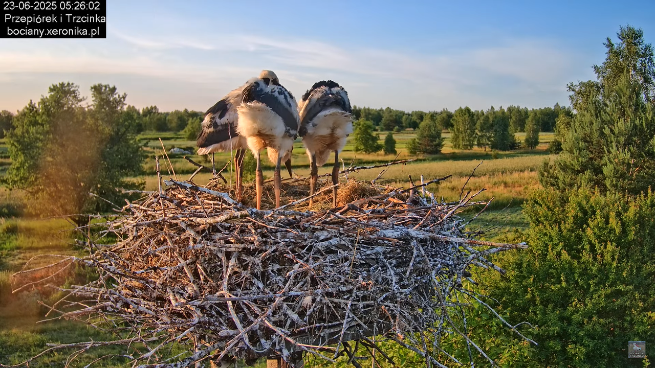 23062025bociany8