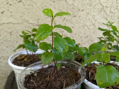 cofeeberry_small