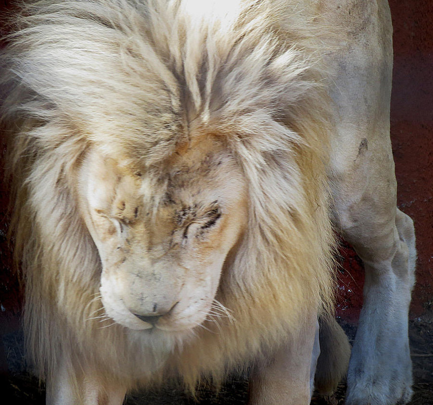 white-lion-stock-2-by-hotnstock-d4ygvmg-fullview.jpg