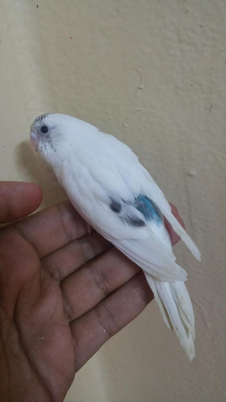 صورة