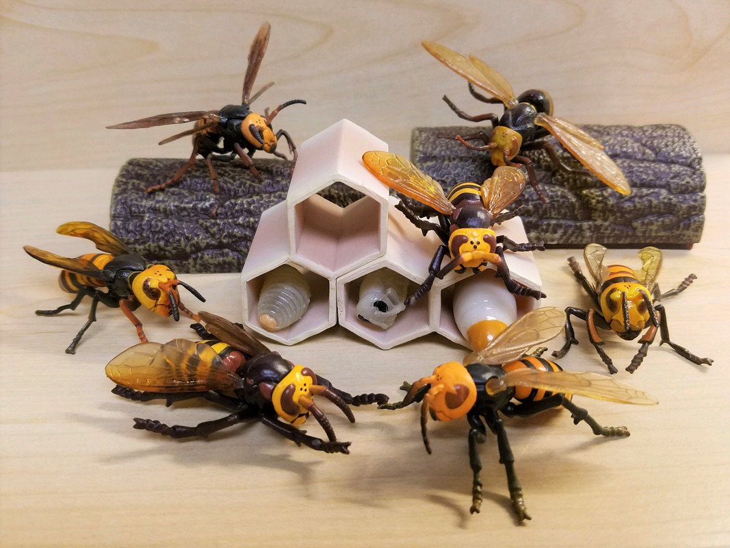 Life Cycle of a Hornet (Epoch) 20190730-194645