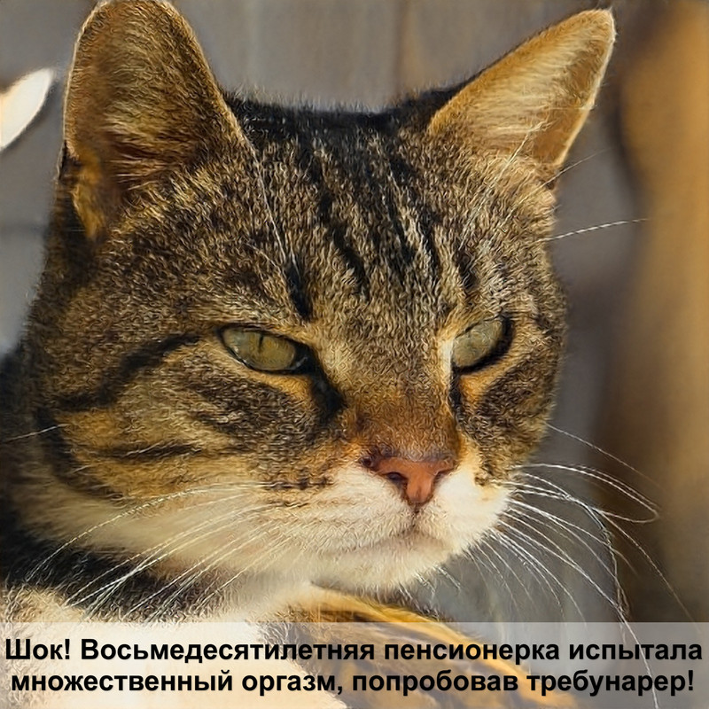 серая полосатая кошка вов