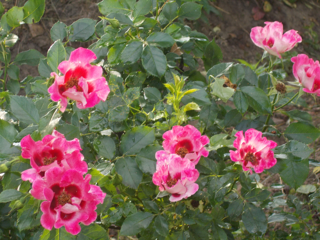 DSCN2199