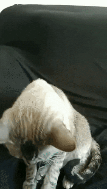 55.gif