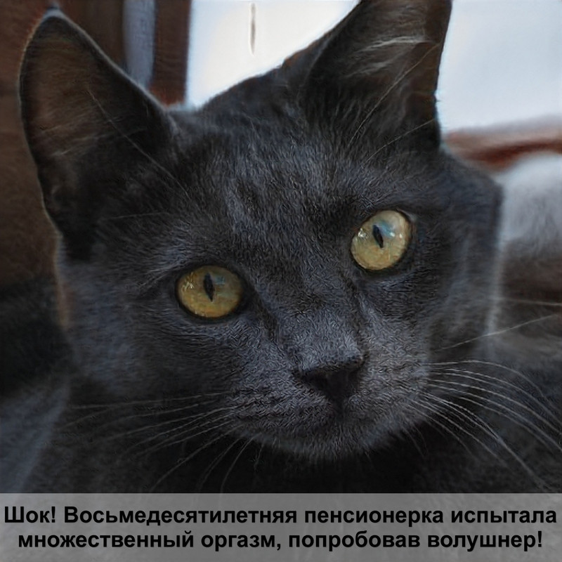 как подружить кошек