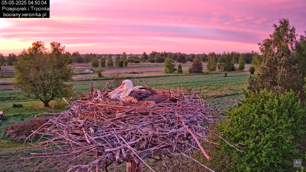 05052025bociany2