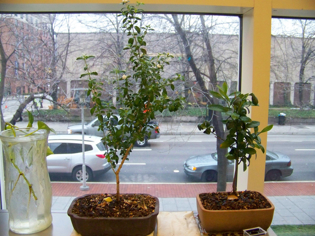 golden-bean-kumquat-plant.jpg
