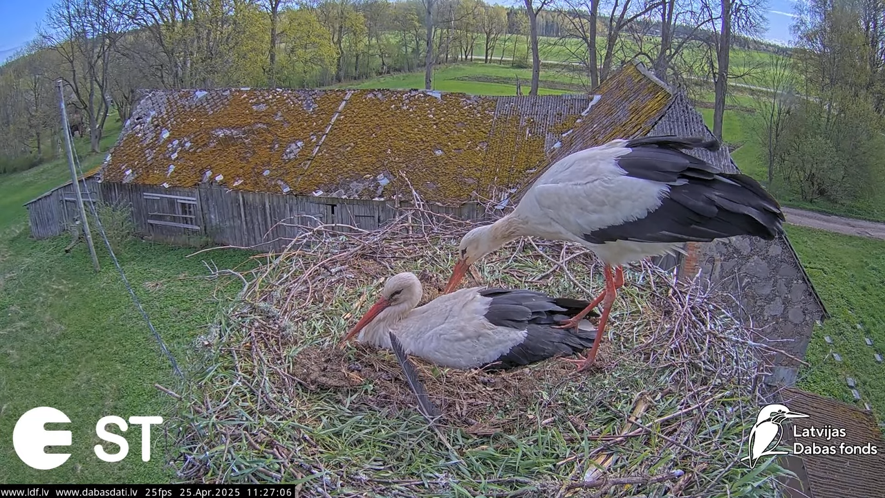 (26) Baltie stārķi (Ciconia ciconia) Tukuma novadā __ White storks in Tukums, Latvia - YouTube - 572