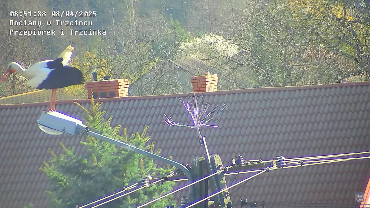 08042025bociannalatarni_20