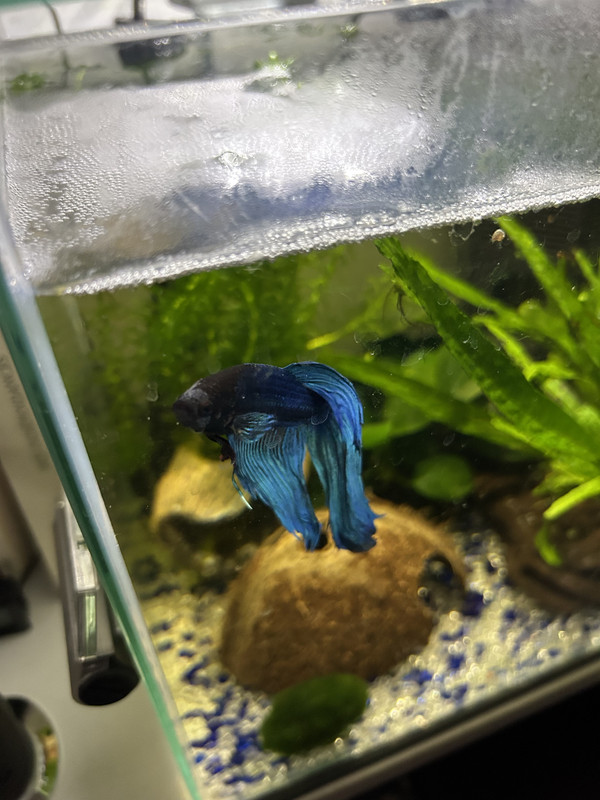 66D19BAF-4D7D-4A06-BD41-DE76E2CDD450