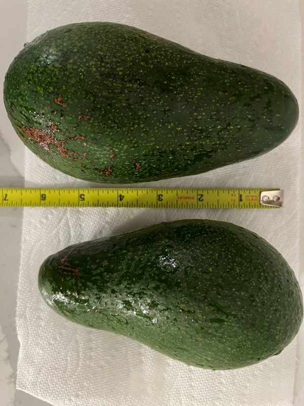 Winter Mexican avocado South Carolina outside