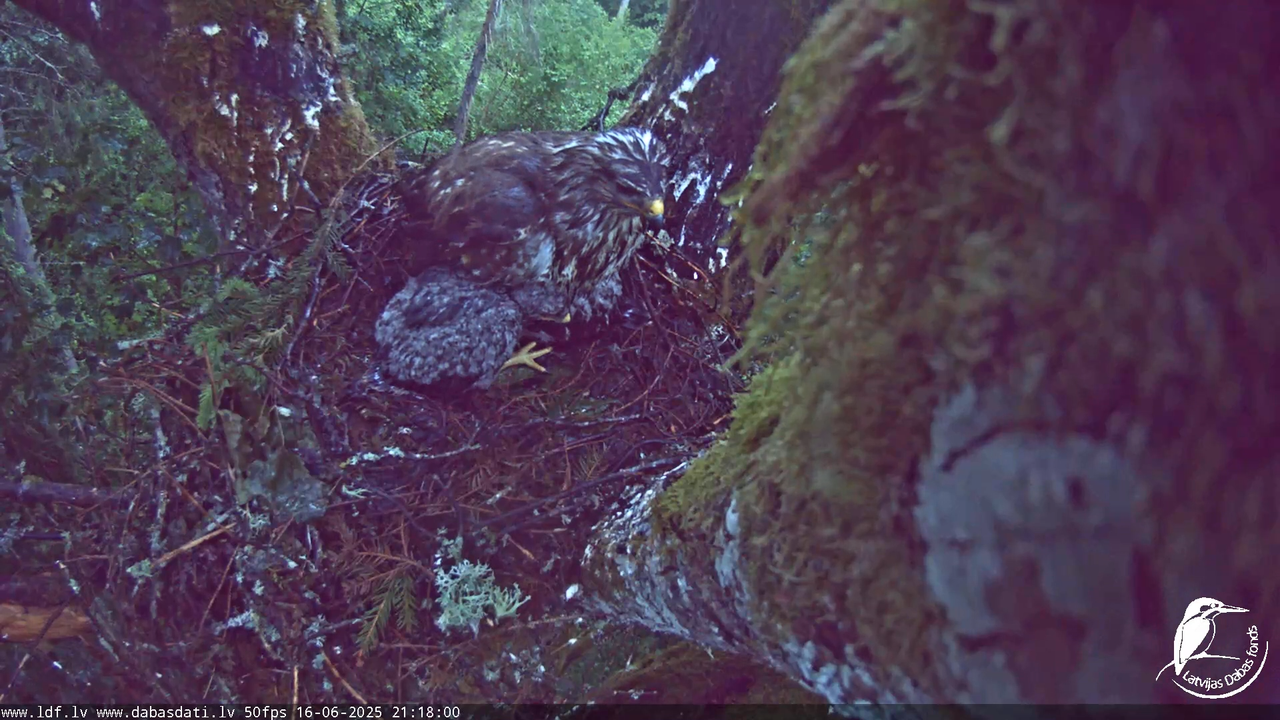Melnās klijas (Milvus migrans) Kurzemē_ peļu klijāni (Buteo buteo) 11-32-20 screenshot