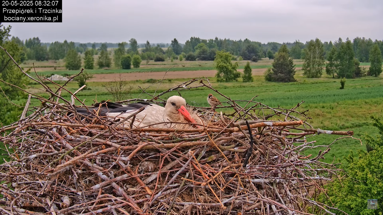 20052025bociany9