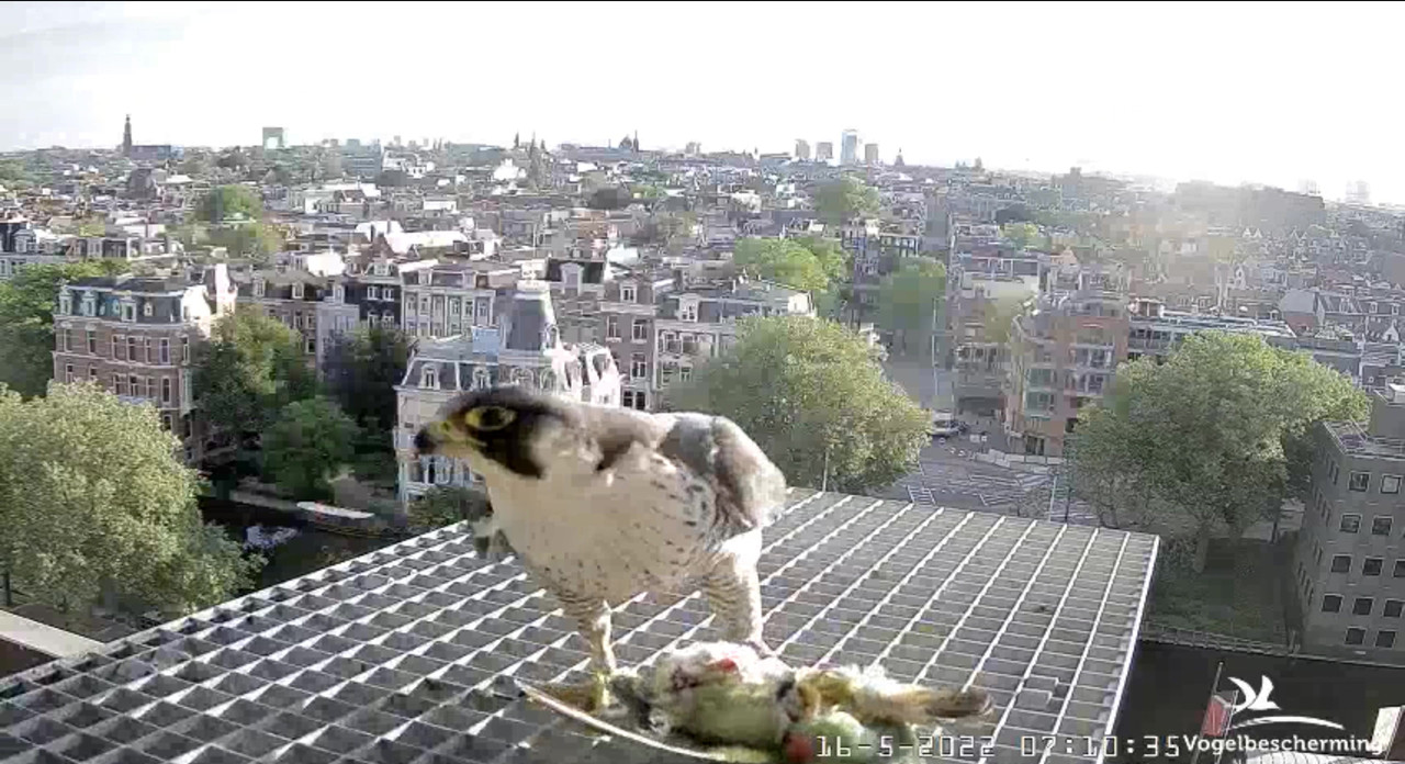 Amsterdam/Rijksmuseum screenshots © Beleef de Lente/Vogelbescherming Nederland - Pagina 40 Video-2022-05-16-071202-Moment-3