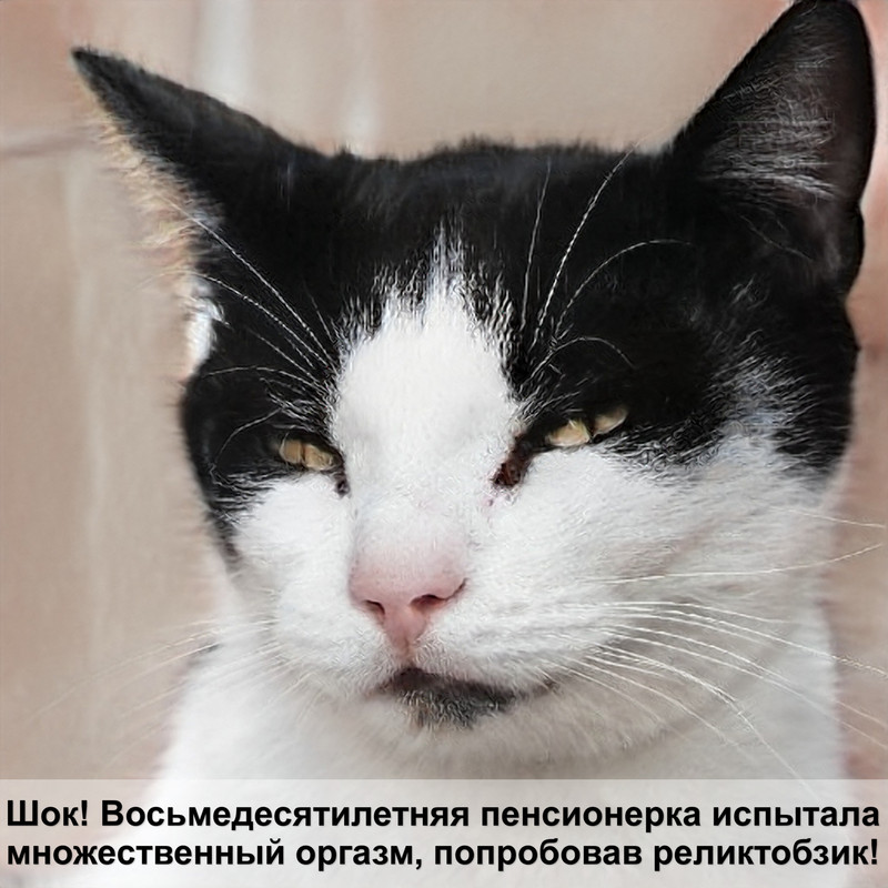 тайская кошка фото