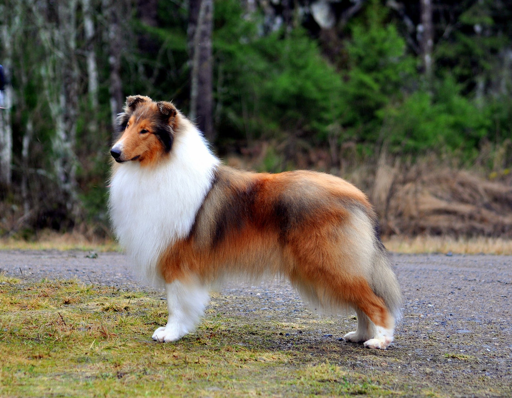 Pitkäkarvainen collie, Dispiritos Dragons Golden Crown