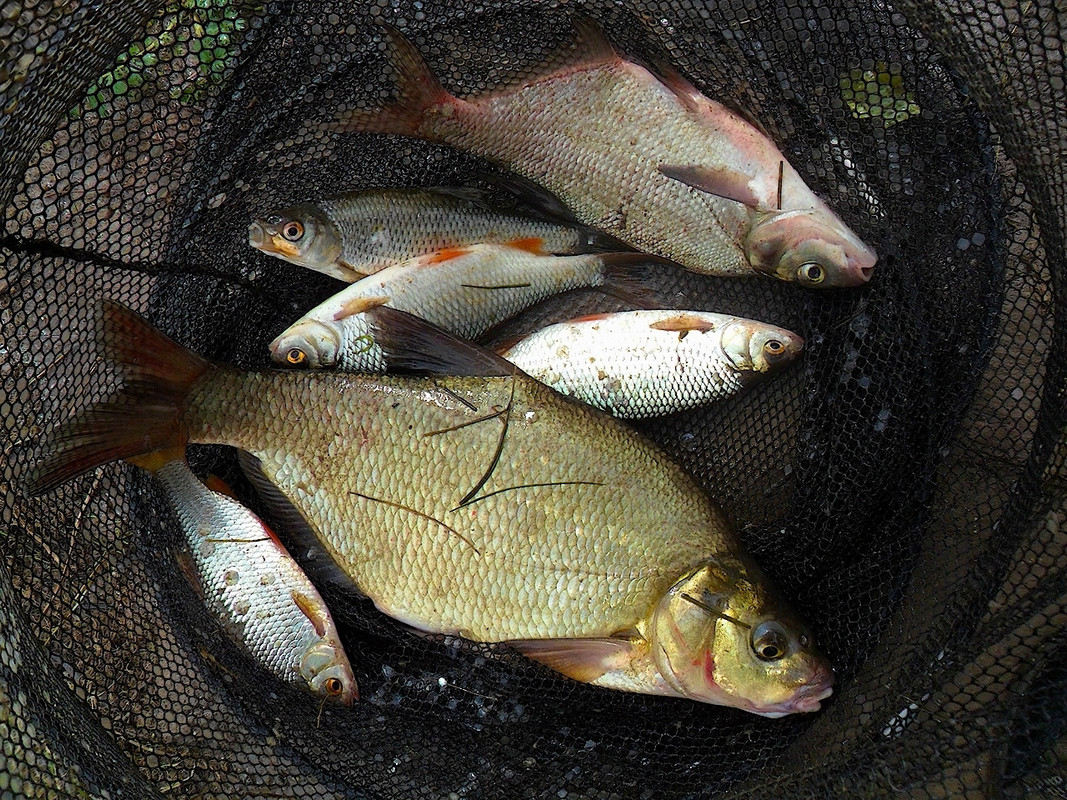 Кочебахтино 2.08.13 7