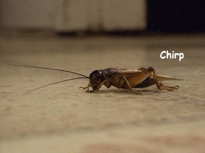 crickets
