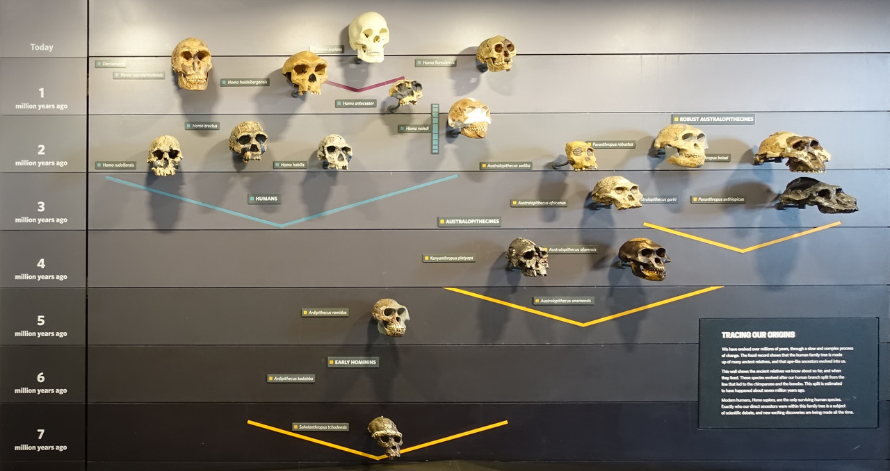 dsc03279homininlineage