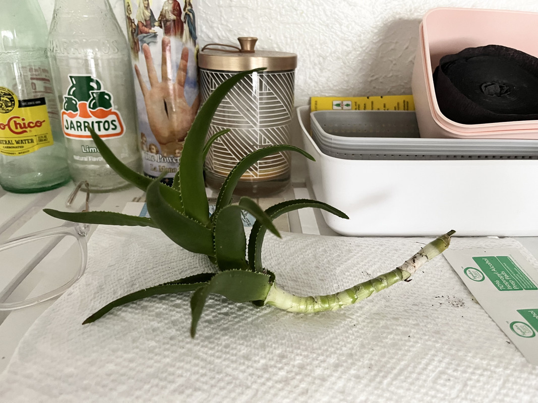 a piece of hardy aloe sitting on a paper towel. the leaves on the bottom half have been peeled off, leaving the stem bare. the stem is light green with rings indicating where the leaves were attached