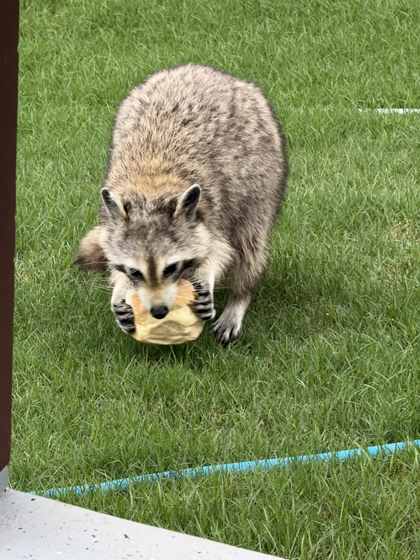 IMG 3923