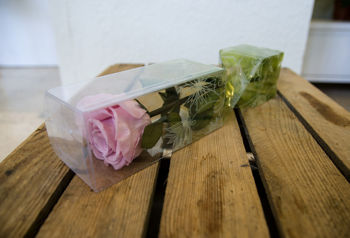 Rosa Color Rosa Preservadas En Caja De Metraquilato (27 Cms Aprox)