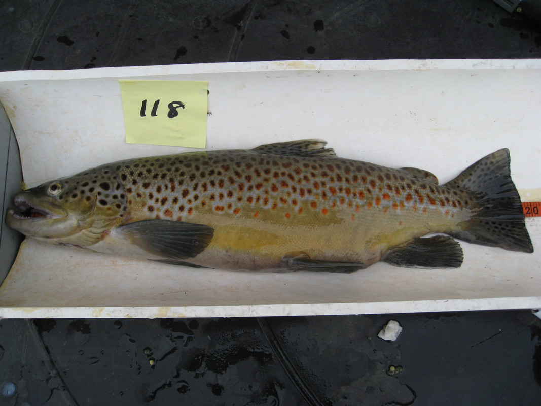 brown trout 118