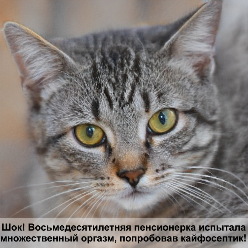 коты с короткой шерстью